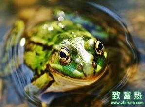 养青蛙视频,从视频学习高效养蛙技巧