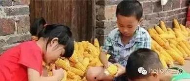 掰玉米视频,田间竞技，谁与争锋？