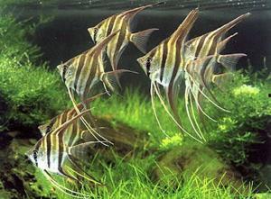 燕鱼视频,探索视觉盛宴的数字世界