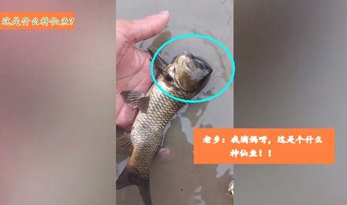 燕鱼视频,探索视觉盛宴的数字世界