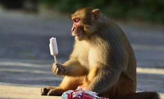 猴猴视频,趣味横生的短视频盛宴