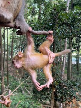 猴猴视频,趣味横生的短视频盛宴