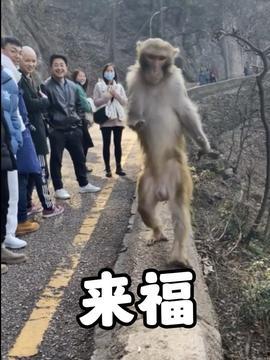 猴猴视频,趣味横生的短视频盛宴