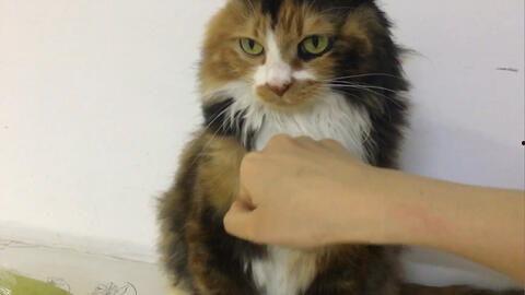 揍猫视频
