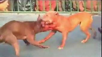 斗狗打架视频,一场生死较量背后的残酷真相