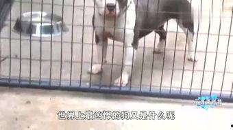 斗狗打架视频,一场生死较量背后的残酷真相