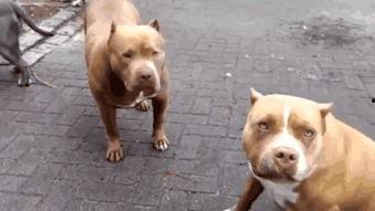 斗狗打架视频,一场生死较量背后的残酷真相