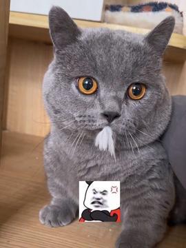 视频猫咪,猫咪视频中的欢乐瞬间