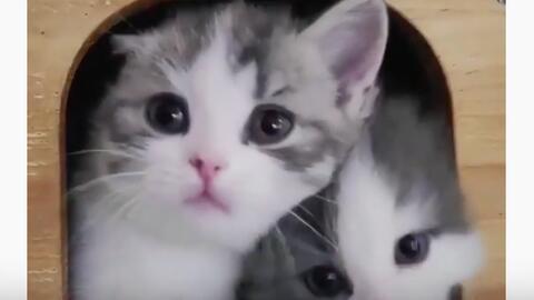 视频猫咪,猫咪视频中的欢乐瞬间