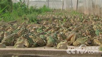 青蛙养殖视频,从视频中学到的养殖秘诀