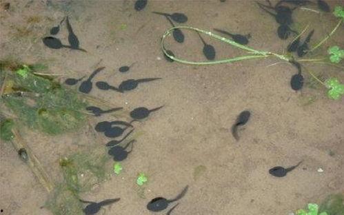 青蛙养殖视频,从视频中学到的养殖秘诀