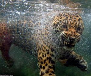 美洲豹视频,神秘森林中的王者掠食者