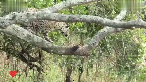 美洲豹视频,神秘森林中的王者掠食者