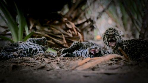 美洲豹视频,神秘森林中的王者掠食者