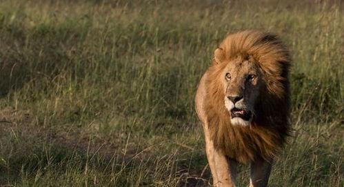 打狮子视频,高清视频揭秘野生动物世界
