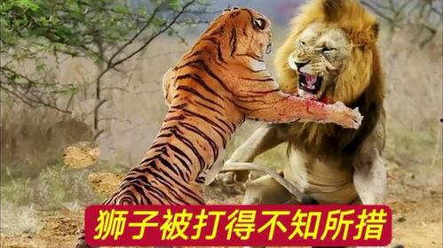 打狮子视频,高清视频揭秘野生动物世界