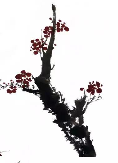 国画梅花教学视频,从零基础到梅花飘香