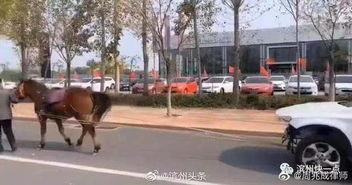 马拉车视频,探寻传统农耕文化的魅力与传承