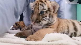 小老虎的视频,萌动瞬间大盘点