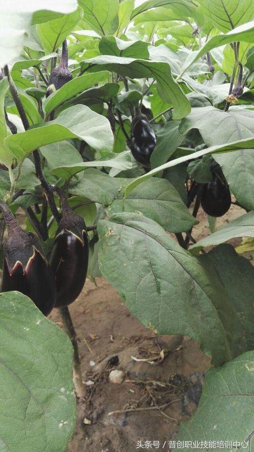 茄子的管理技术视频,茄子高效管理关键技术解析