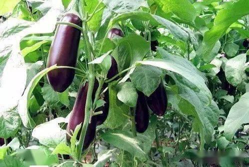 茄子的管理技术视频,茄子高效管理关键技术解析