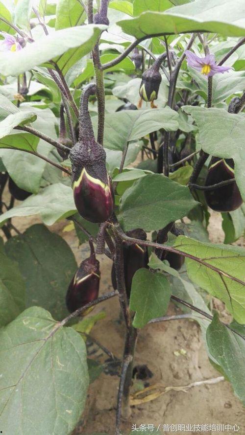 茄子的管理技术视频,茄子高效管理关键技术解析