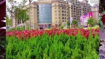 美丽家园视频,探寻生态宜居的绿色奇迹