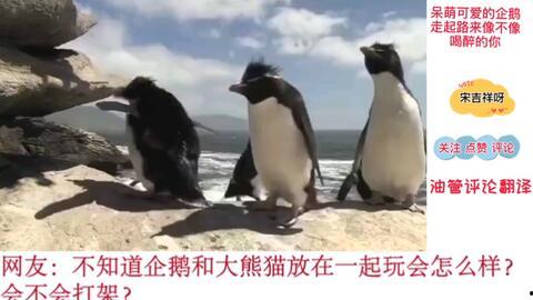 企鹅走路视频,萌动瞬间捕捉