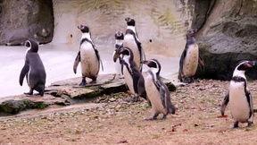 企鹅走路视频,萌动瞬间捕捉