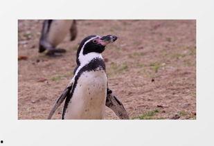 企鹅走路视频,萌动瞬间捕捉