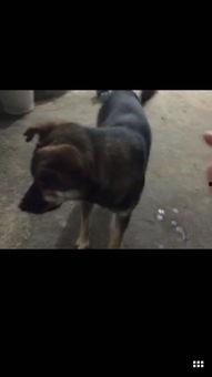 土狗养殖视频,从选种到育肥，一网打尽养殖技巧