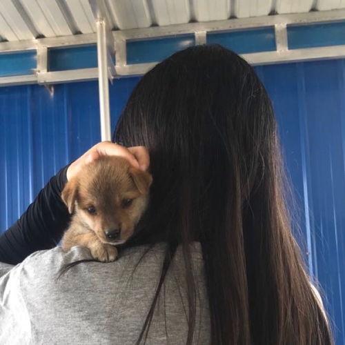 土狗养殖视频,从选种到育肥，一网打尽养殖技巧