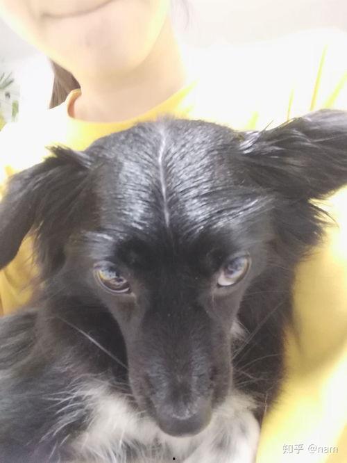 土狗养殖视频,从选种到育肥，一网打尽养殖技巧