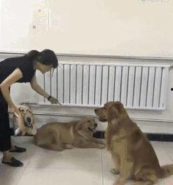 揍狗视频,从揍狗视频看人性之恶