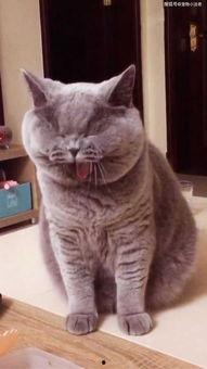 肥猫视频,揭秘猫咪生活的趣味瞬间