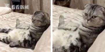 肥猫视频,揭秘猫咪生活的趣味瞬间