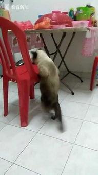 肥猫视频,揭秘猫咪生活的趣味瞬间