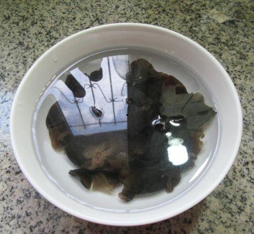 吃黑瓜料能长肉吗,揭秘吃黑瓜料长肉的秘密”