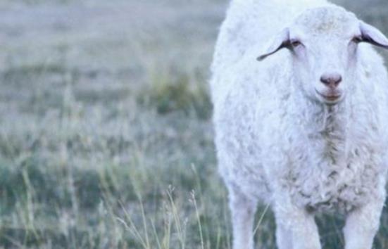 绵羊视频