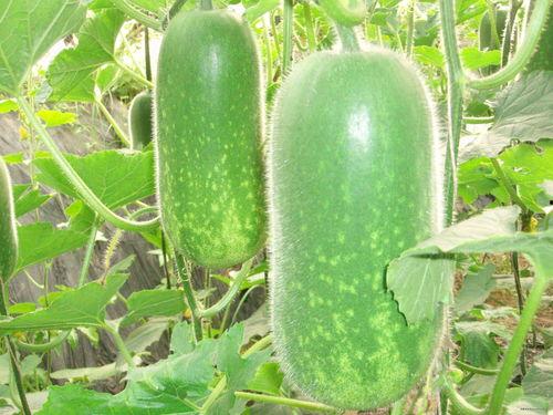 吃瓜爆料模板图片高清,高清吃瓜爆料，带你直击幕后真相！