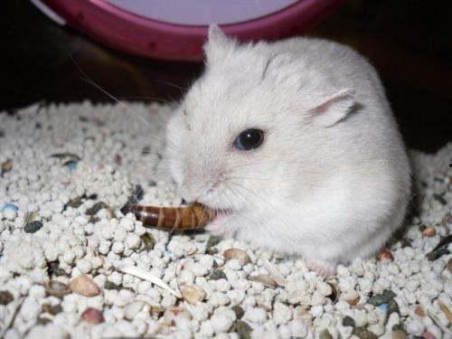 仓鼠可以吃黑瓜吗有毒吗,可食用还是有毒隐患？