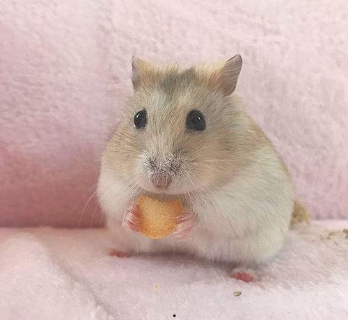 仓鼠可以吃黑瓜吗有毒吗,可食用还是有毒隐患？