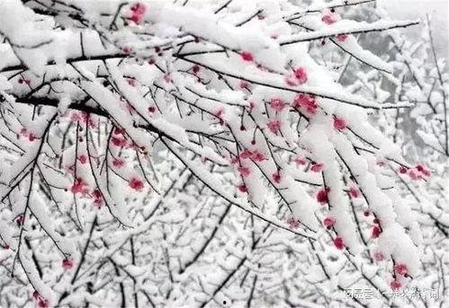 咏雪视频,冬日美景如诗如画，感受冰雪世界的宁静与美丽