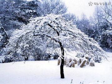 咏雪视频,冬日美景如诗如画，感受冰雪世界的宁静与美丽