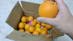 赣南脐橙视频,金黄果香，致富果王之旅