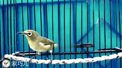冠军绣眼鸟叫声视频,鸟语中的冠军风采