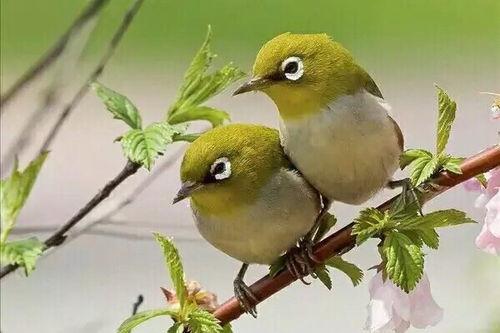 冠军绣眼鸟叫声视频,鸟语中的冠军风采