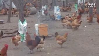 养鸡的视频,高效养鸡技术全解析