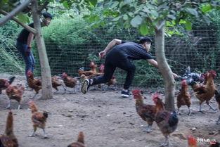 养鸡的视频,高效养鸡技术全解析