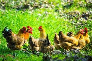 养鸡的视频,高效养鸡技术全解析